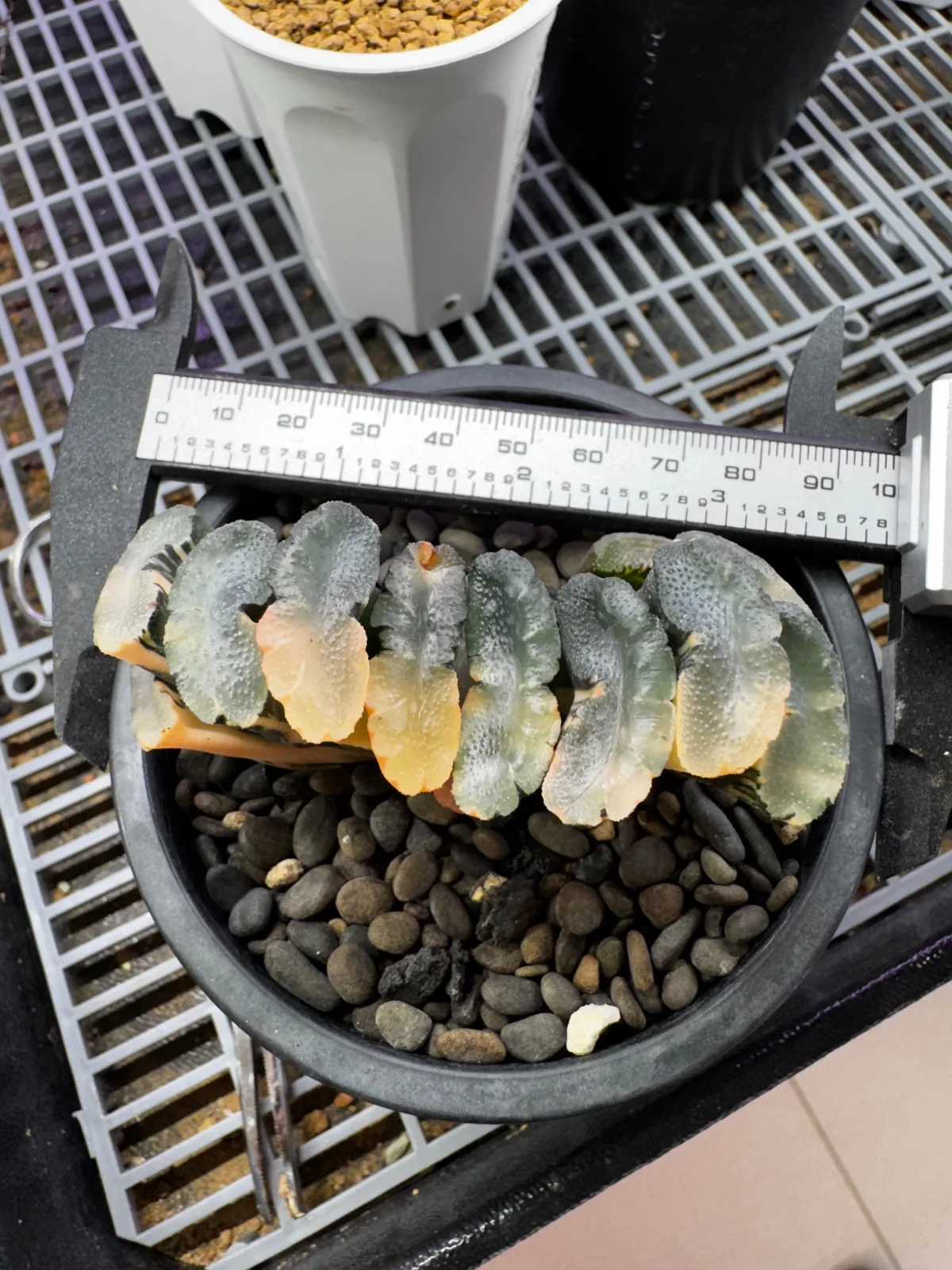 大海原玉扇 第 4 張