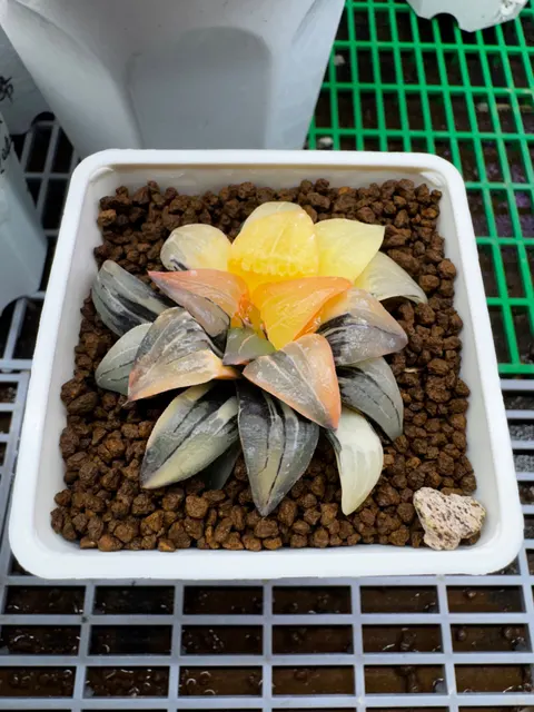 紅紋壽錦