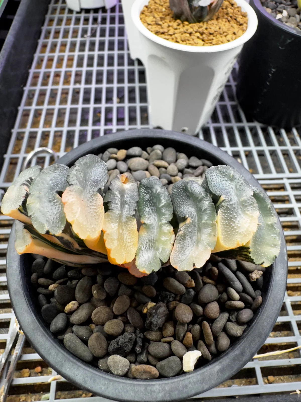大海原玉扇 第 2 張
