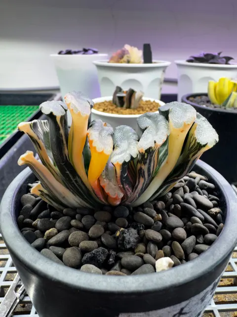大海原玉扇