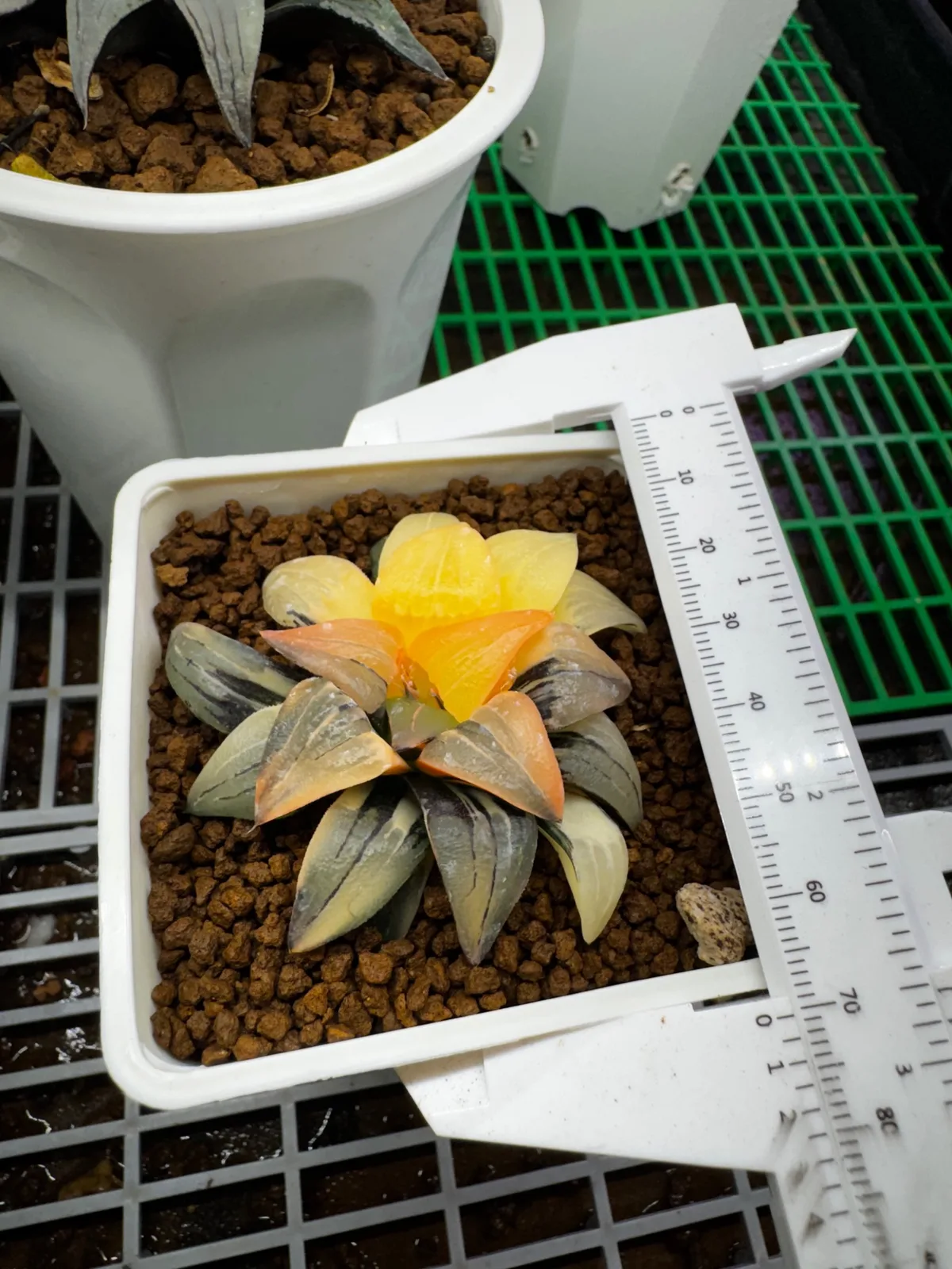 紅紋壽錦 第 3 張