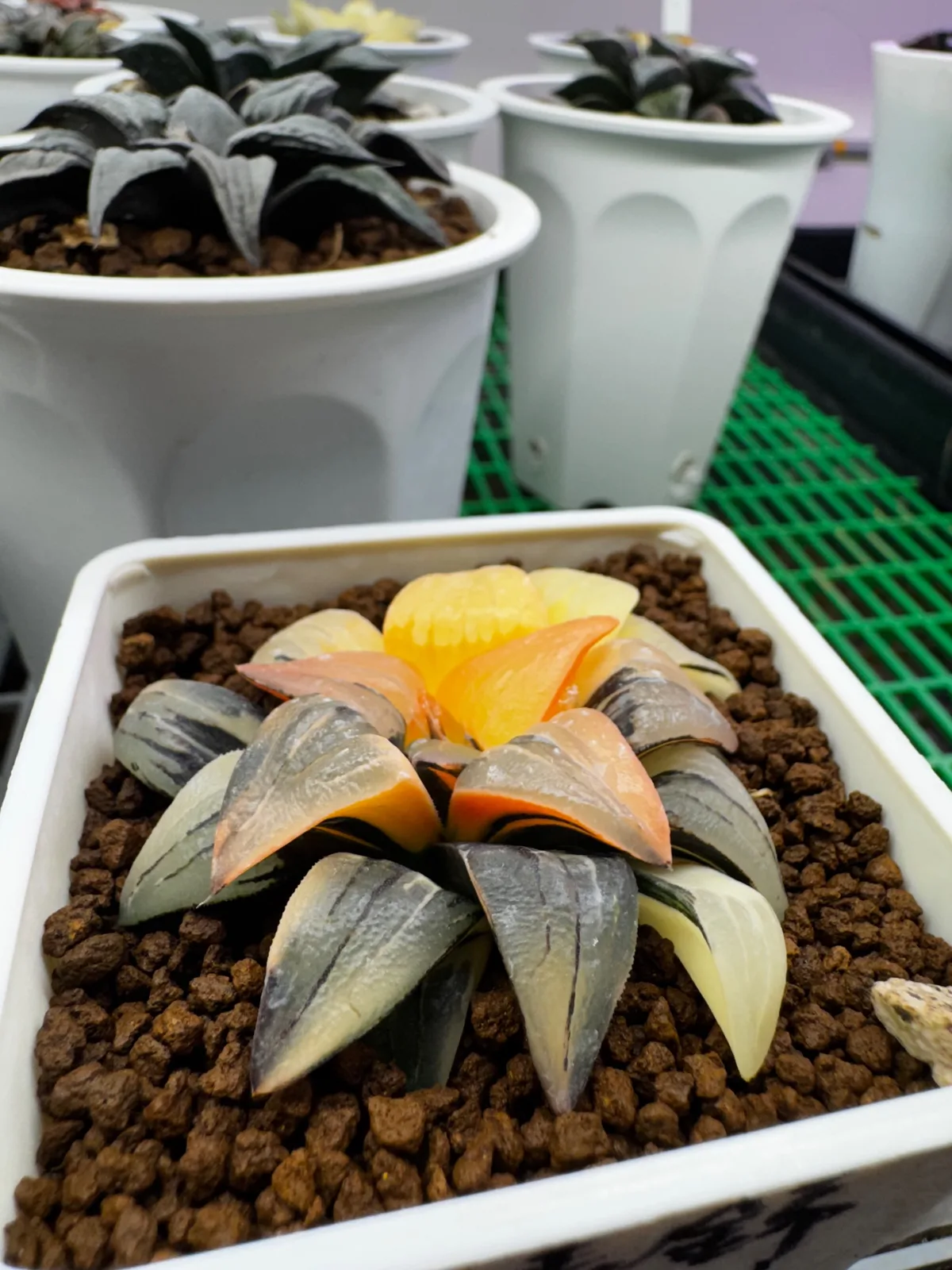 紅紋壽錦 第 2 張